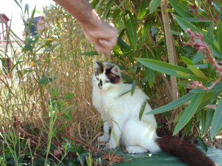 c la chat de morgane