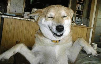bas c pas un chiens c t'un clone