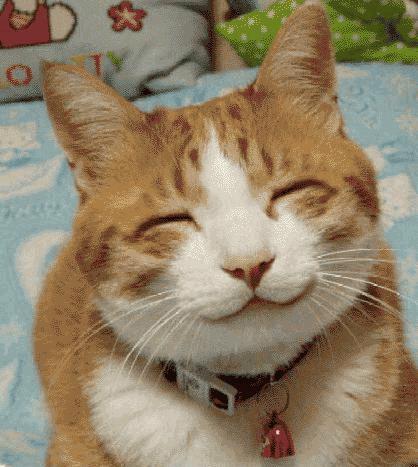 voila mon chat